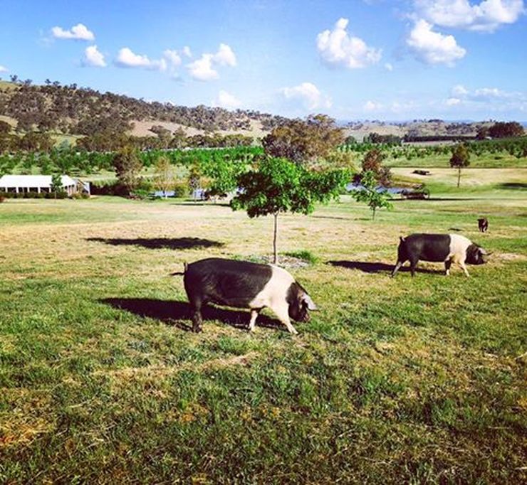 Truffle pigs, Winnie and Piglet at The Truffle Farm in Canberra 