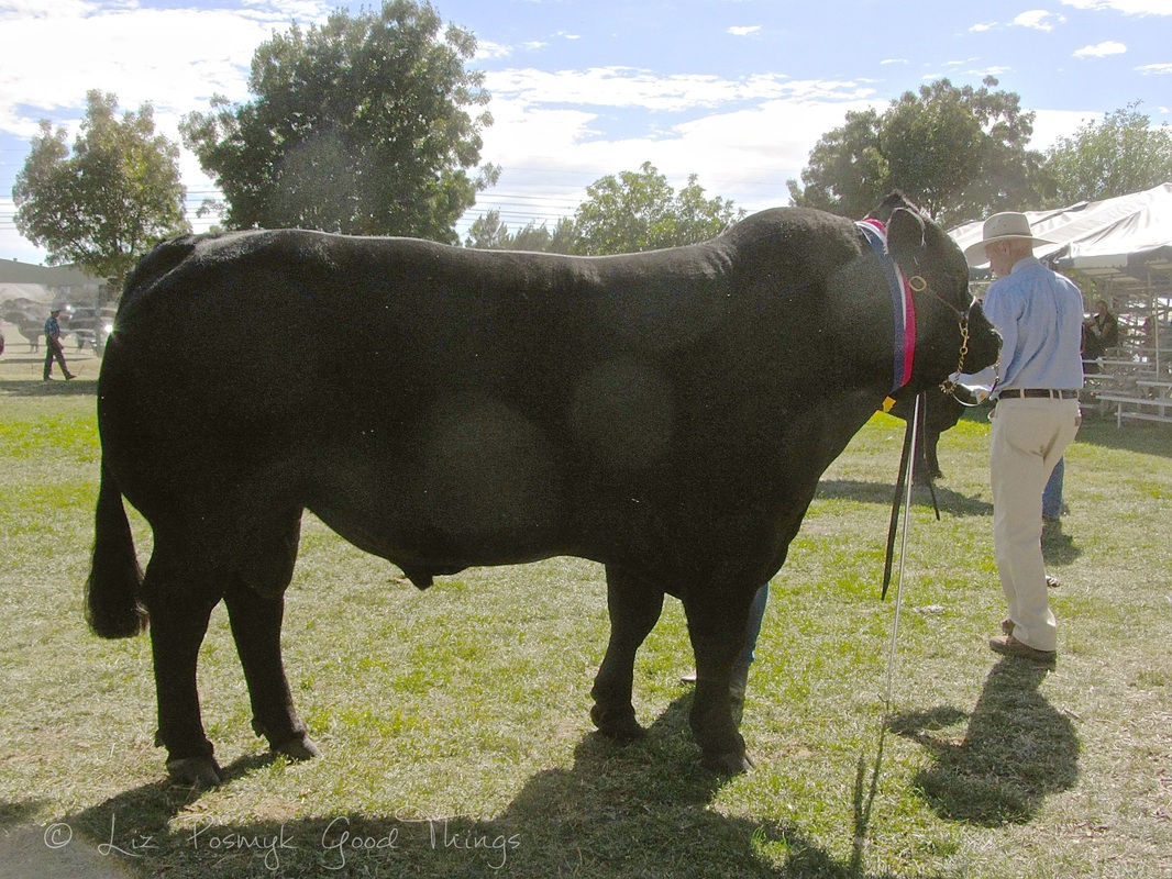 Prize winning bull at the Royal Canberra Show