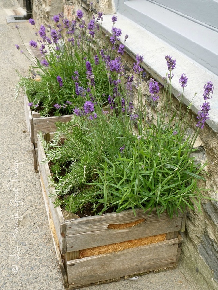 Lavender and rosemary growing in crates at Port Isaac in Cornwall by Liz Posmyk, Good Things