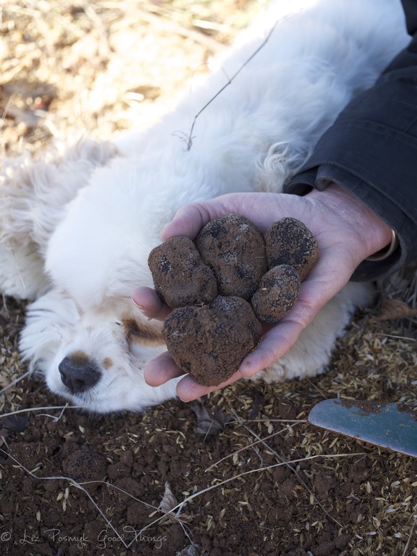 Snuffle found some beautiful truffles! Sherry McArdle-English and Snuffle French Black Truffles of Canberra 