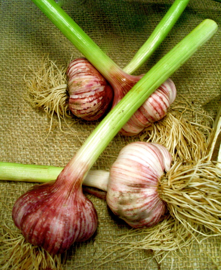 Home grown garlic by Liz Posmyk Good Things 