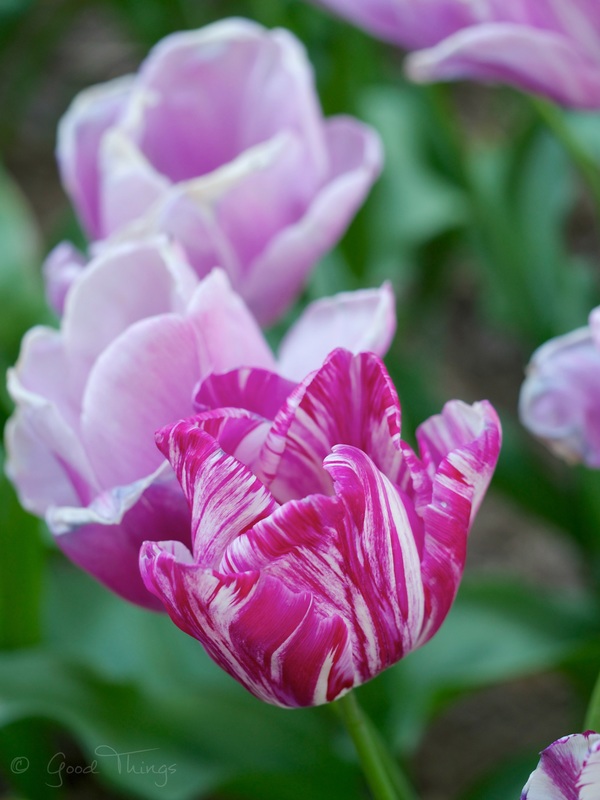 Stripes - tulips at Tulip Top Gardens by Liz Posmyk Good Things 