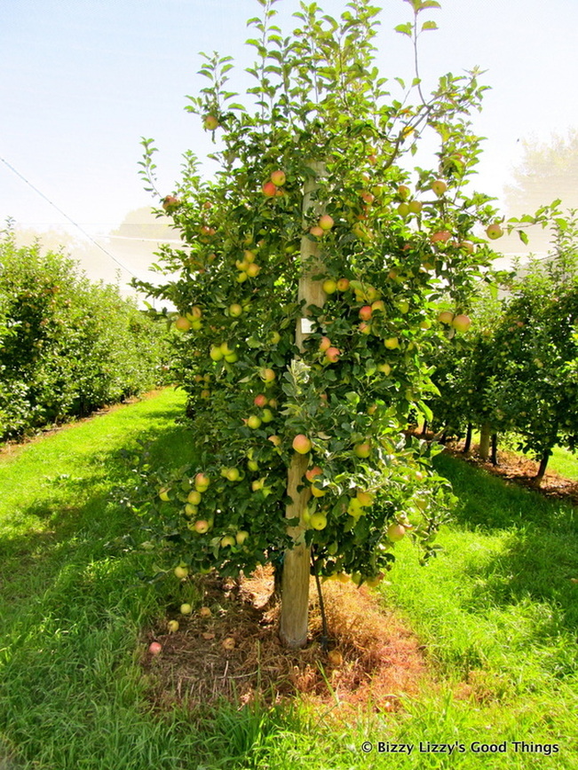 Apple trees at Pialligo by Liz Posmyk Good Things
