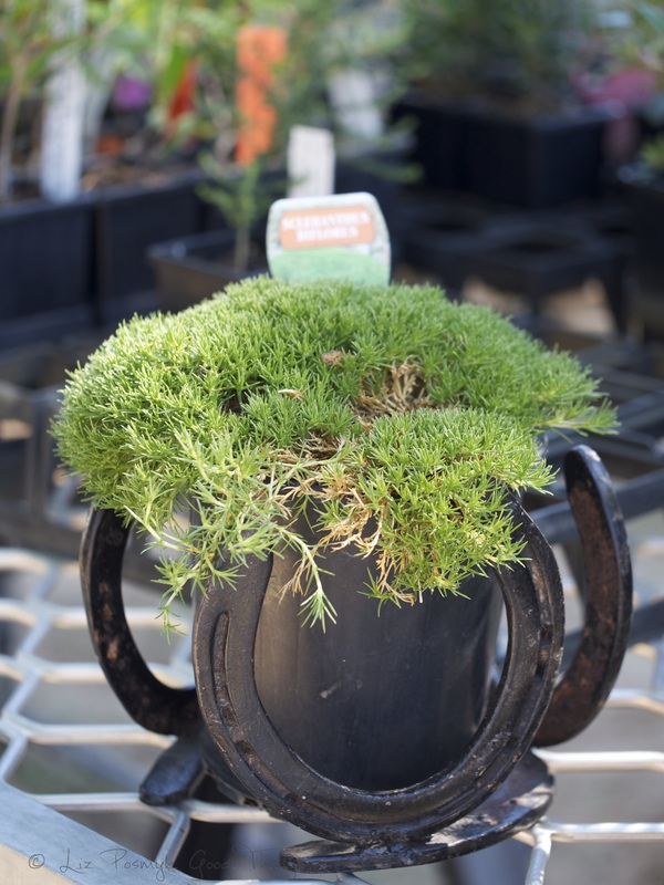 Potted greenery with horse shoes design at the Murrumbateman Village Market