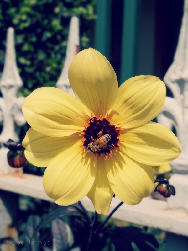Bee on yellow wind flower by Liz Posmyk