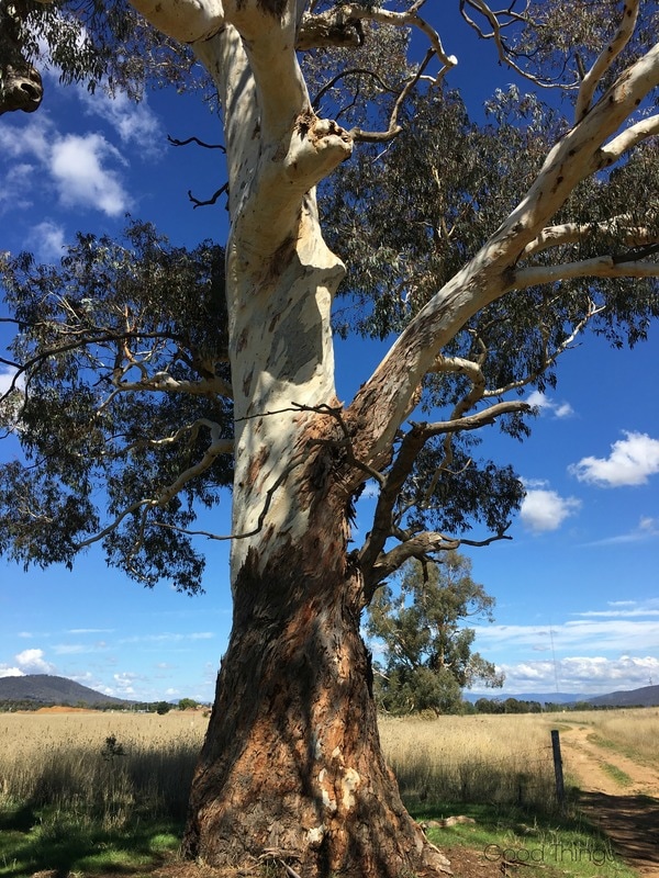 Large gum tree on Well Station Track - Liz Posmyk Good Things