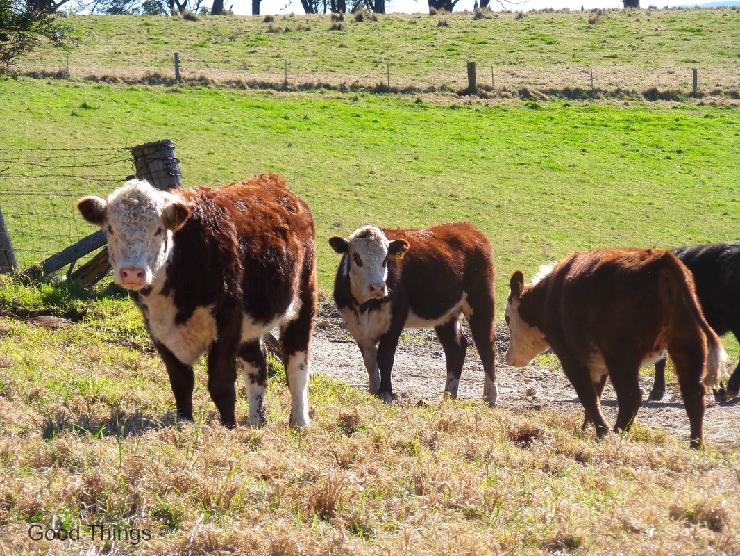 Hereford heifers at Laurel View farm stay - Liz Posmyk Good Things 