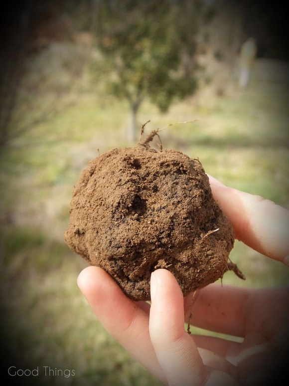 Freshly unearthed black truffle  at Turalla Truffles near Bungendore - photo Liz Posmyk, Good Things