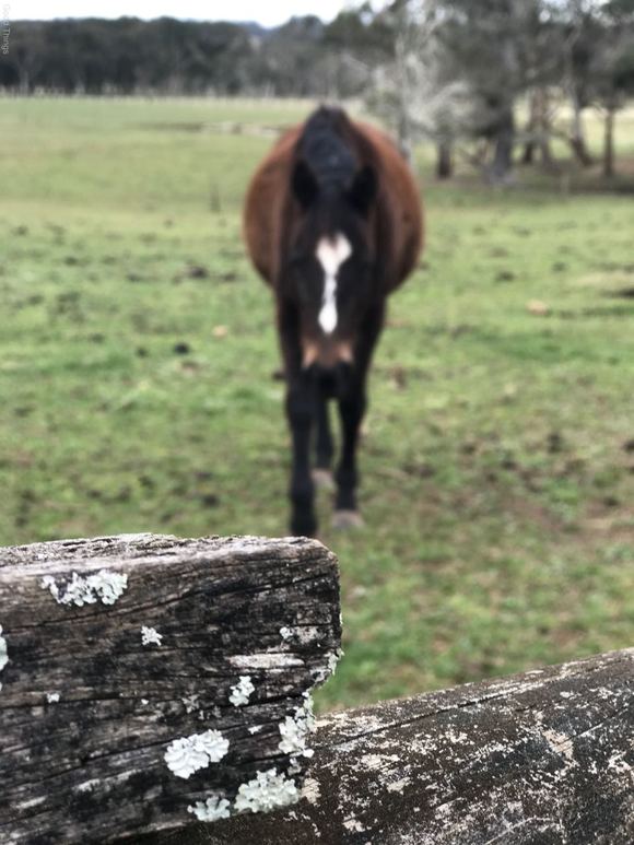 Pony at Twin Oaks Farm in Fitzroy Falls - Liz Posmyk Good Things 