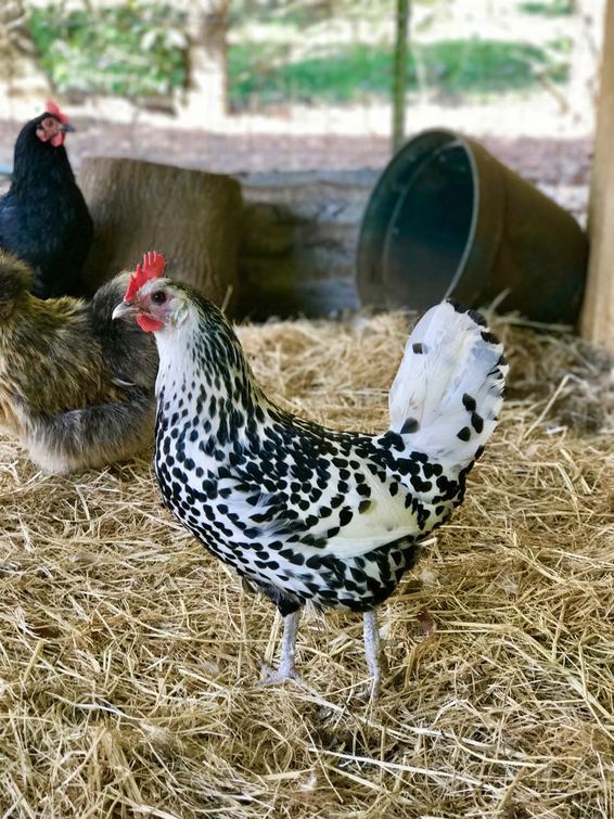 Happy hens in the chicken coop owned by Virginia Edwards, Good Gut Food - Liz Posmyk