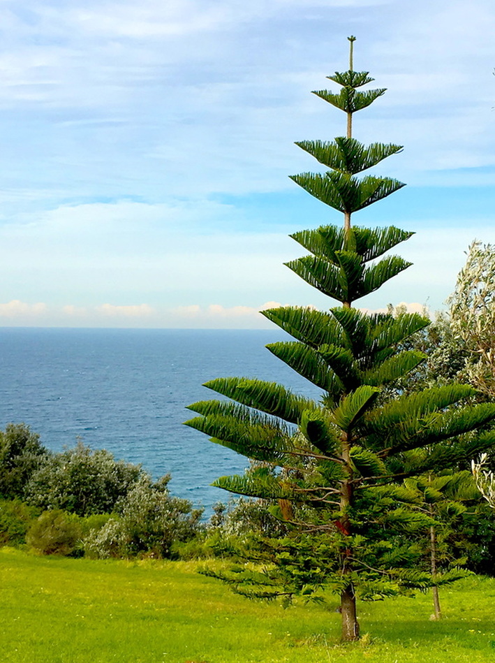 Norfolk Island Pine looking out to see at Gerringong  - Liz Posmyk Good Things 