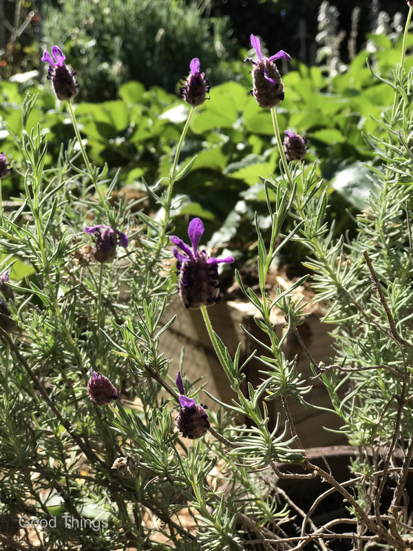 Lavender bush and my strawberry patch - Liz Posmyk Good Things