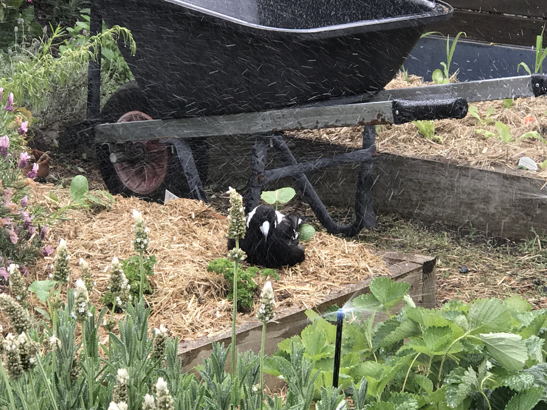 A magpie enjoys the water coming from the sprinkler in my vegetable garden - Liz Posmyk Good Things