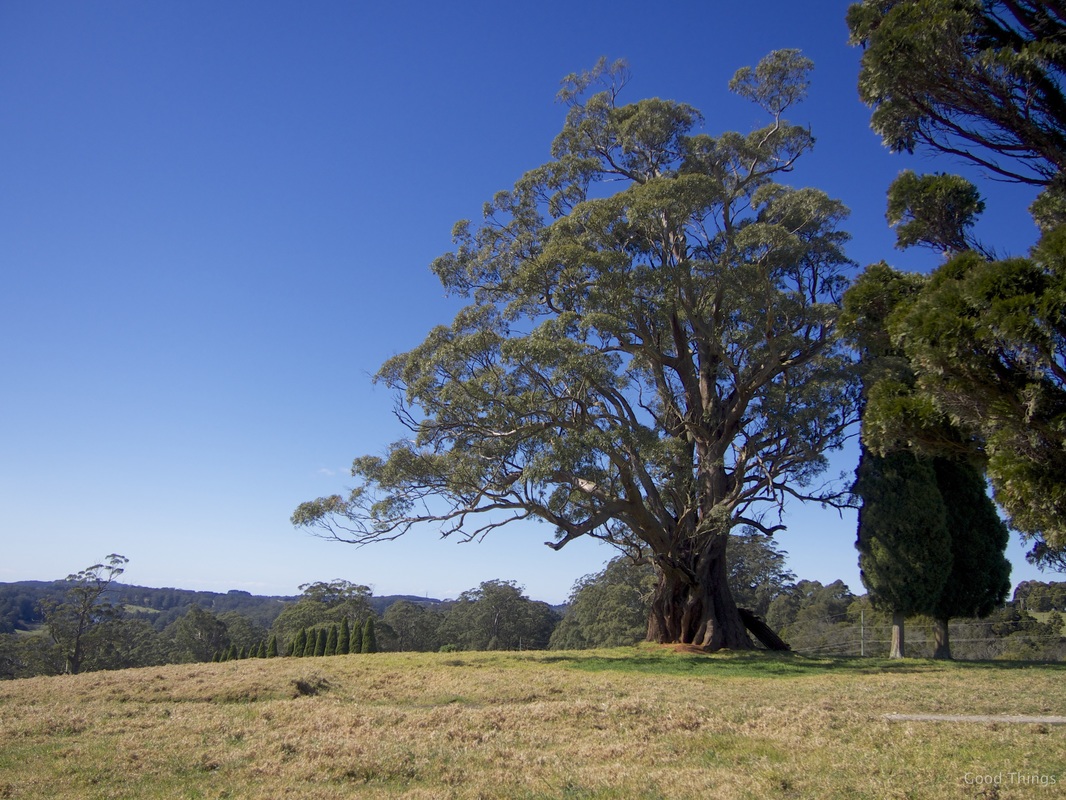 The tree lined driveway and paddocks t Laurel View farm stay in the NSW Southern Highlands by Liz Posmyk Good Things