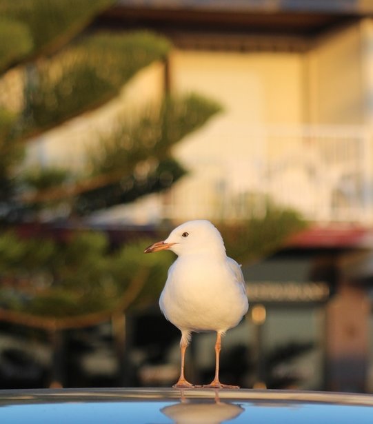 Seagull at sunset at the Sebel Harbourside Kiama - Liz Posmyk Good Things