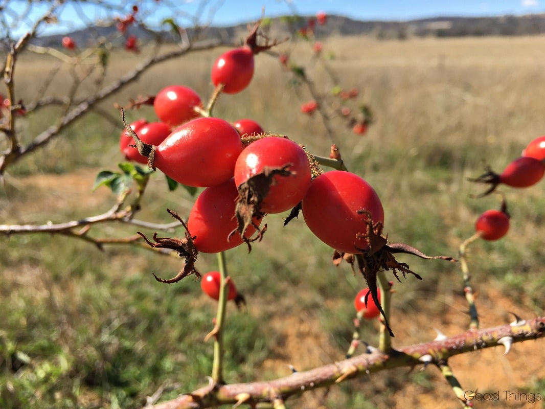 Rose hips on a country lane - Good Things 