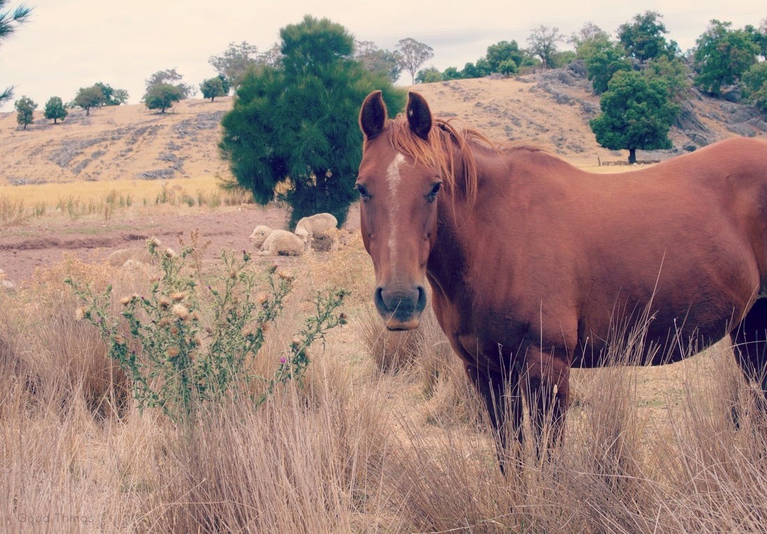 Chestnut horse and some sheep in the countryside at Wee Jasper NSW Australia - Liz Posmyk